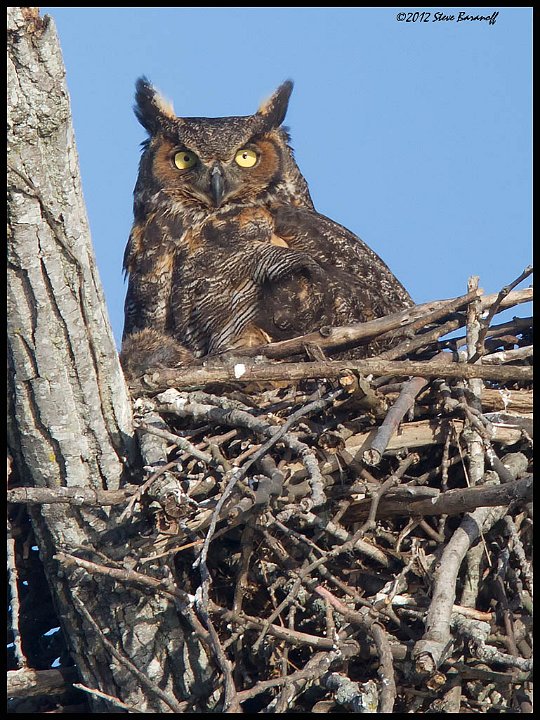 _2SB5912 great-horned owl on nest.jpg